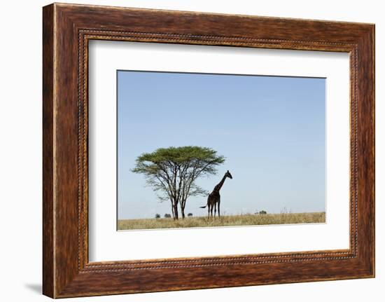 Giraffe Herd-null-Framed Photographic Print