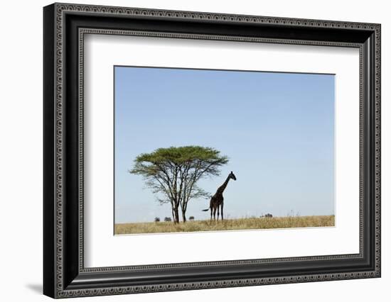 Giraffe Herd-null-Framed Photographic Print