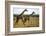 Giraffe Herd-null-Framed Photographic Print