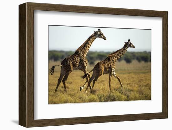 Giraffe Herd-null-Framed Photographic Print