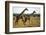 Giraffe Herd-null-Framed Photographic Print