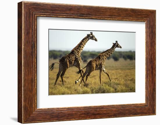 Giraffe Herd-null-Framed Photographic Print