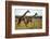 Giraffe Herd-null-Framed Photographic Print