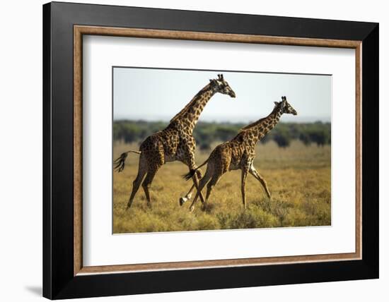 Giraffe Herd-null-Framed Photographic Print