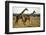 Giraffe Herd-null-Framed Photographic Print