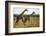 Giraffe Herd-null-Framed Photographic Print