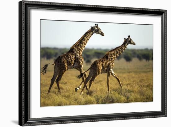 Giraffe Herd-null-Framed Photographic Print