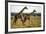 Giraffe Herd-null-Framed Photographic Print