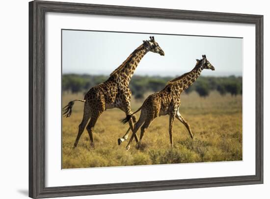 Giraffe Herd-null-Framed Photographic Print