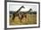 Giraffe Herd-null-Framed Photographic Print