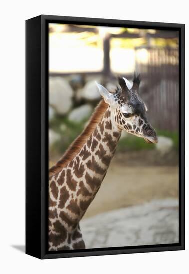 Giraffe I-Karyn Millet-Framed Premier Image Canvas