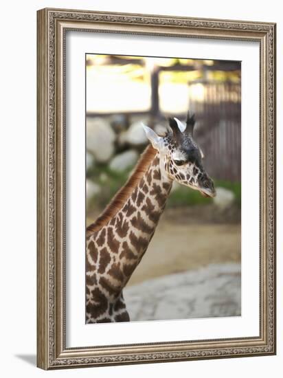 Giraffe I-Karyn Millet-Framed Photographic Print
