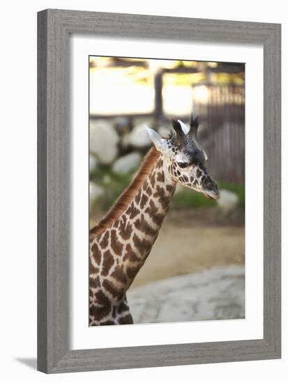 Giraffe I-Karyn Millet-Framed Photographic Print