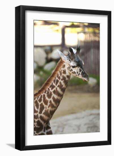Giraffe I-Karyn Millet-Framed Photographic Print