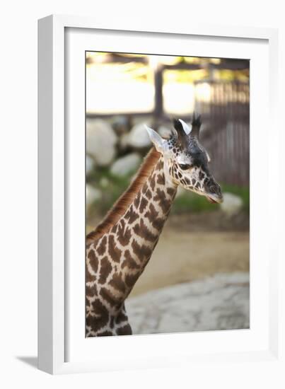 Giraffe I-Karyn Millet-Framed Photographic Print