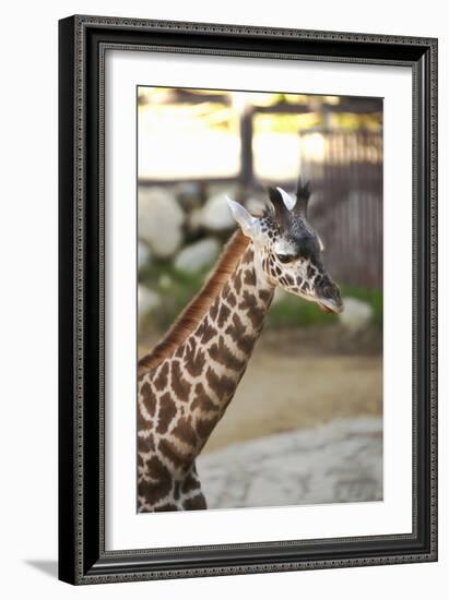 Giraffe I-Karyn Millet-Framed Photographic Print