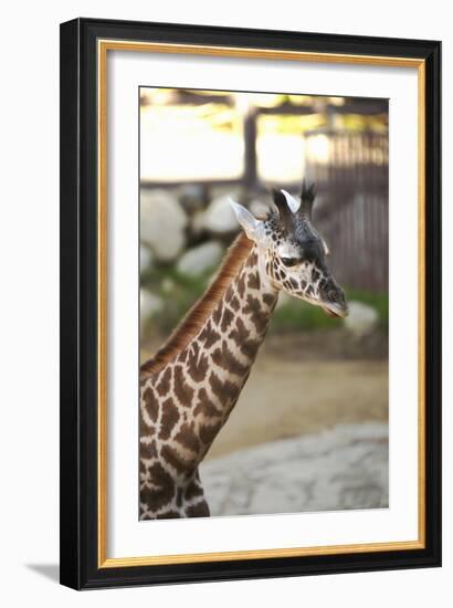 Giraffe I-Karyn Millet-Framed Photographic Print