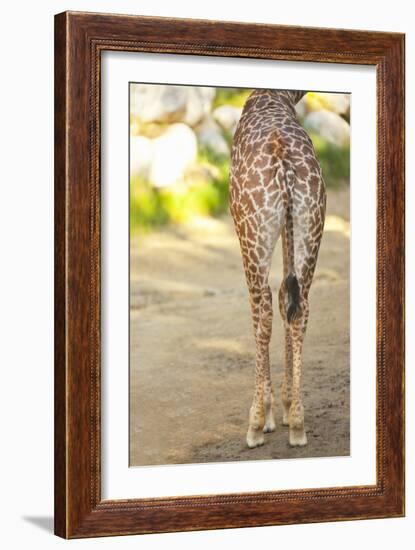 Giraffe II-Karyn Millet-Framed Photographic Print