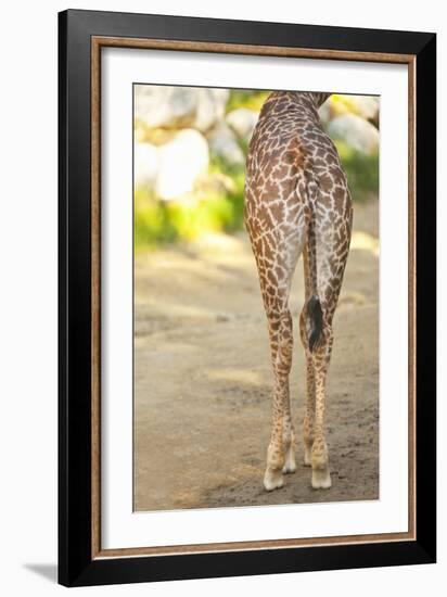 Giraffe II-Karyn Millet-Framed Photographic Print