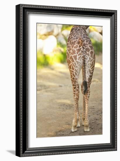 Giraffe II-Karyn Millet-Framed Photographic Print