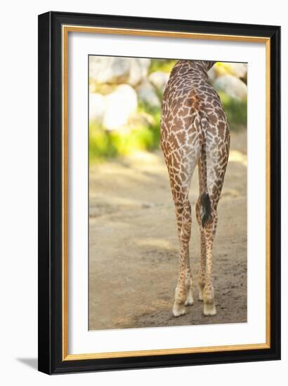 Giraffe II-Karyn Millet-Framed Photographic Print