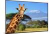 Giraffe in Front of Kilimanjaro Mountain - Amboseli National Park Kenya-Volodymyr Burdiak-Mounted Photographic Print
