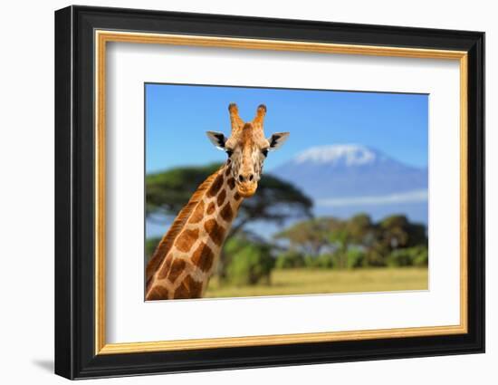 Giraffe in Front of Kilimanjaro Mountain - Amboseli National Park Kenya-Volodymyr Burdiak-Framed Photographic Print