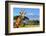 Giraffe in Front of Kilimanjaro Mountain - Amboseli National Park Kenya-Volodymyr Burdiak-Framed Photographic Print