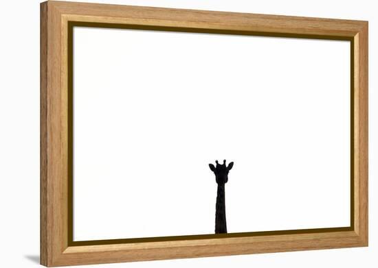 Giraffe in Serengeti, Tanzania-Paul Joynson Hicks-Framed Premier Image Canvas