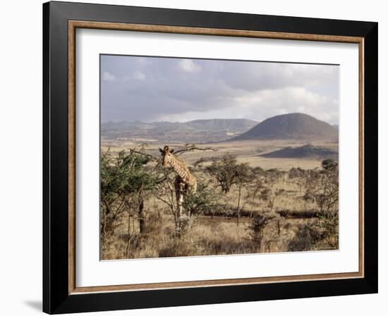 Giraffe, Kenya, East Africa, Africa-James Gritz-Framed Photographic Print