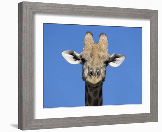 Giraffe, Kgalagadi Transfrontier Park, Northern Cape, South Africa, Africa-Toon Ann & Steve-Framed Photographic Print