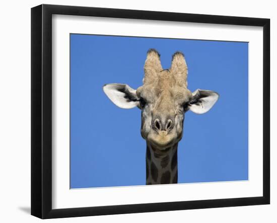 Giraffe, Kgalagadi Transfrontier Park, Northern Cape, South Africa, Africa-Toon Ann & Steve-Framed Photographic Print