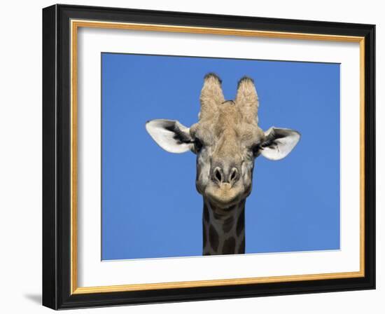 Giraffe, Kgalagadi Transfrontier Park, Northern Cape, South Africa, Africa-Toon Ann & Steve-Framed Photographic Print