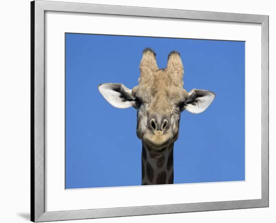 Giraffe, Kgalagadi Transfrontier Park, Northern Cape, South Africa, Africa-Toon Ann & Steve-Framed Photographic Print