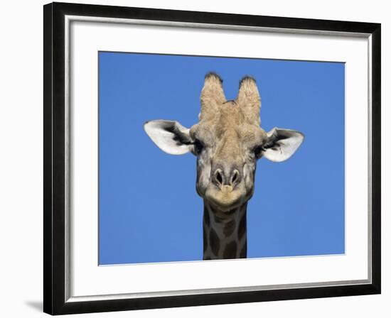 Giraffe, Kgalagadi Transfrontier Park, Northern Cape, South Africa, Africa-Toon Ann & Steve-Framed Photographic Print