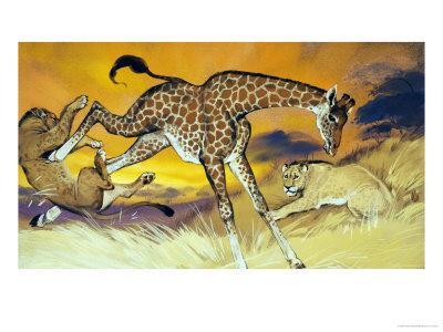 Giraffe Kicking Lion Giclee Print by Angus Mcbride | Art.com