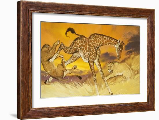 Giraffe Kicking Lion-Angus Mcbride-Framed Giclee Print