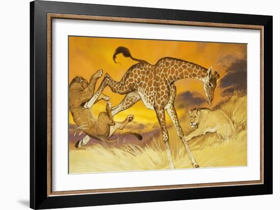 Giraffe Kicking Lion-Angus Mcbride-Framed Giclee Print