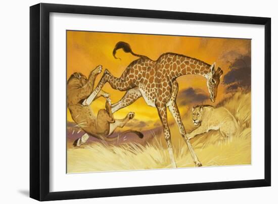 Giraffe Kicking Lion-Angus Mcbride-Framed Giclee Print