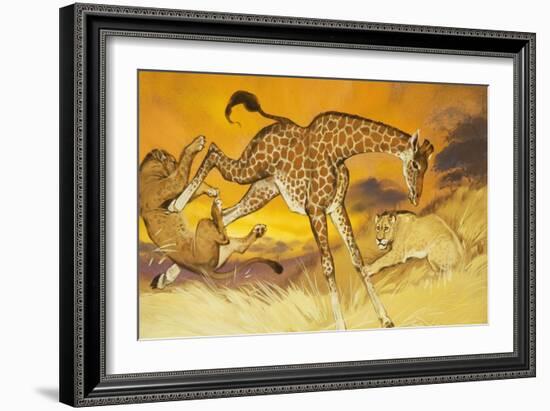 Giraffe Kicking Lion-Angus Mcbride-Framed Giclee Print