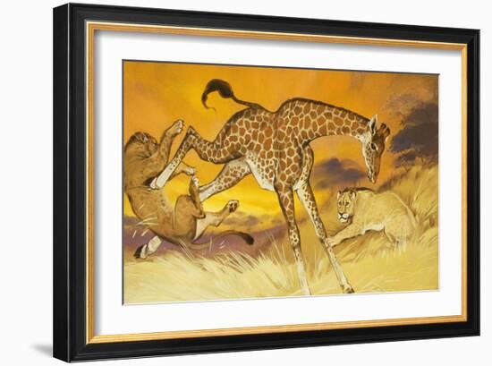 Giraffe Kicking Lion-Angus Mcbride-Framed Giclee Print