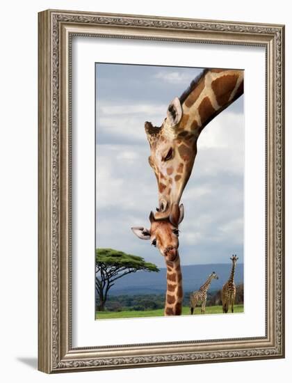 Giraffe Kissing Baby-null-Framed Art Print