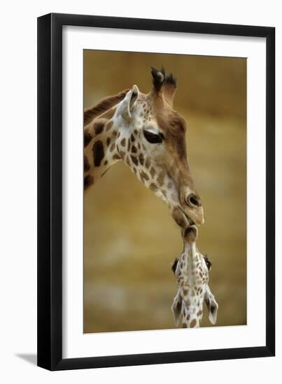 Giraffe Kissing Young Giraffe-null-Framed Photographic Print