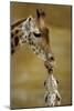 Giraffe Kissing Young Giraffe-null-Mounted Photographic Print