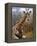 Giraffe Lying Down, Loisaba Wilderness, Laikipia Plateau, Kenya-Alison Jones-Framed Premier Image Canvas