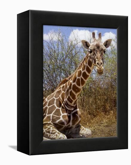 Giraffe Lying Down, Loisaba Wilderness, Laikipia Plateau, Kenya-Alison Jones-Framed Premier Image Canvas