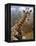 Giraffe Lying Down, Loisaba Wilderness, Laikipia Plateau, Kenya-Alison Jones-Framed Premier Image Canvas