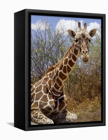 Giraffe Lying Down, Loisaba Wilderness, Laikipia Plateau, Kenya-Alison Jones-Framed Premier Image Canvas