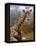 Giraffe Lying Down, Loisaba Wilderness, Laikipia Plateau, Kenya-Alison Jones-Framed Premier Image Canvas