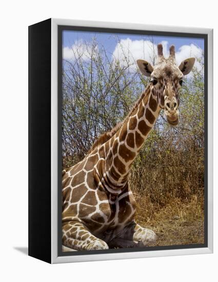 Giraffe Lying Down, Loisaba Wilderness, Laikipia Plateau, Kenya-Alison Jones-Framed Premier Image Canvas